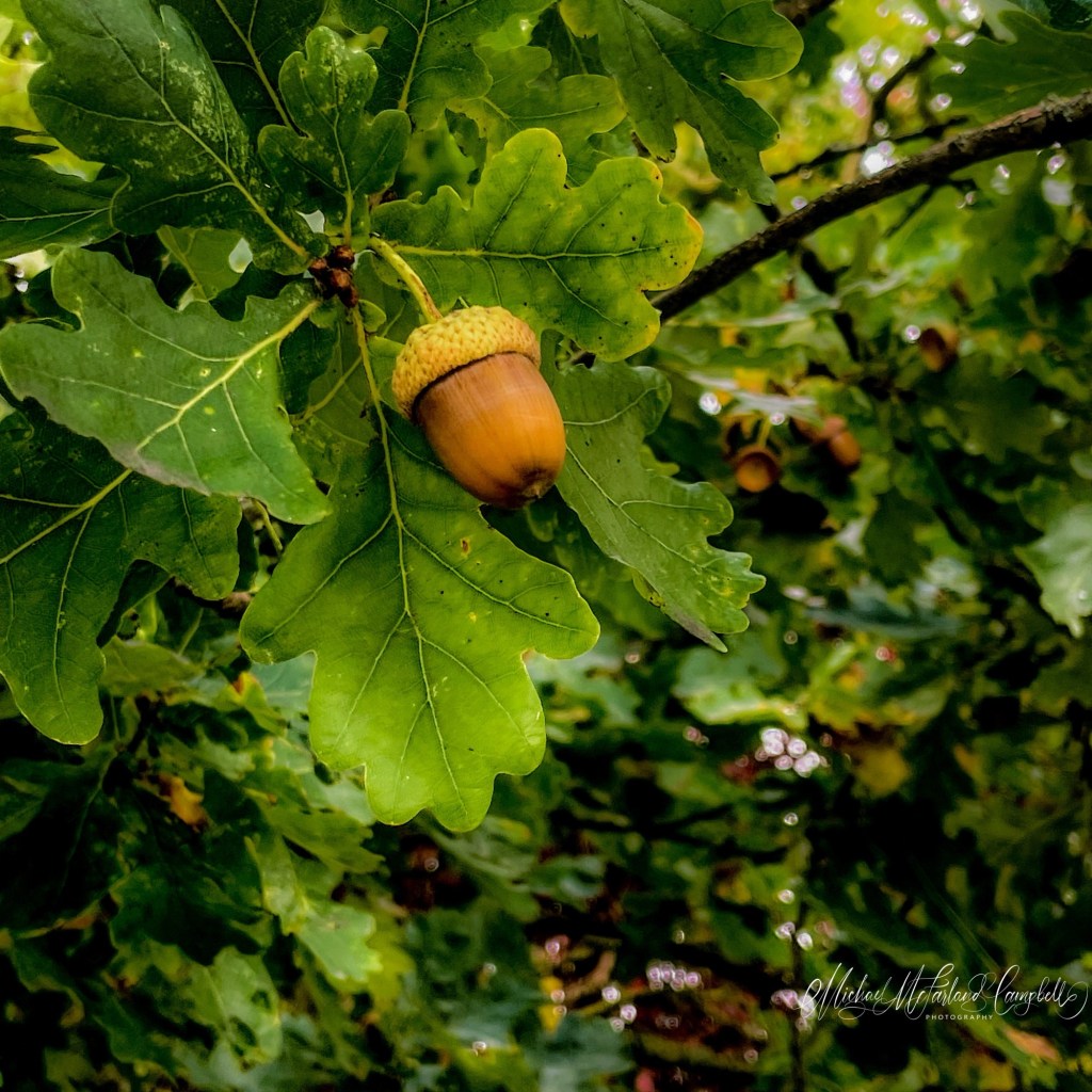 Scattered. Rooted. Seen.