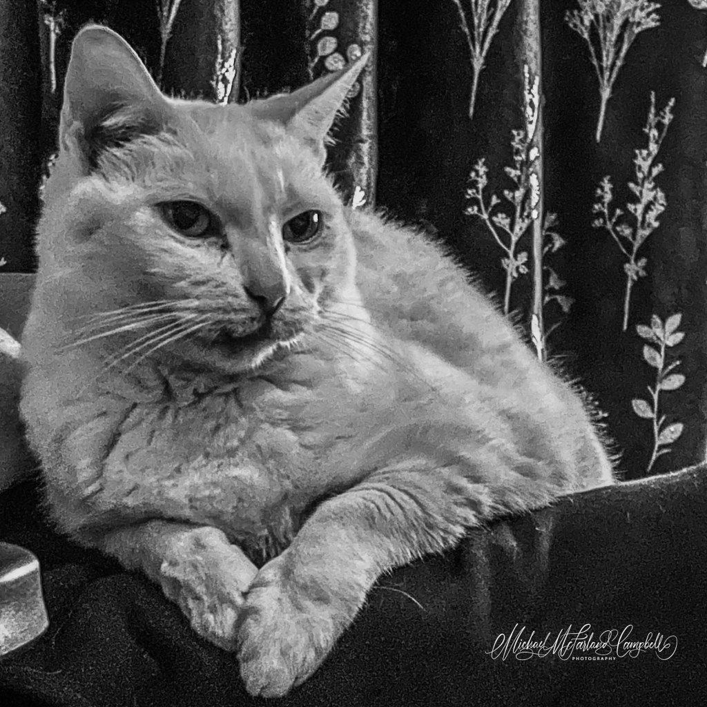 Morning Mercy. Two Cats and a Quiet&nbsp;Question